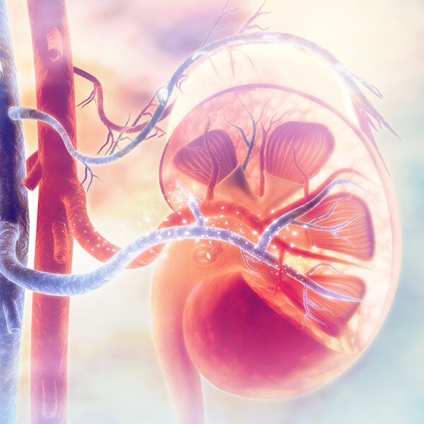 Imagen: Máster en nefrología clínica, trasplante renal y hemodiálisis