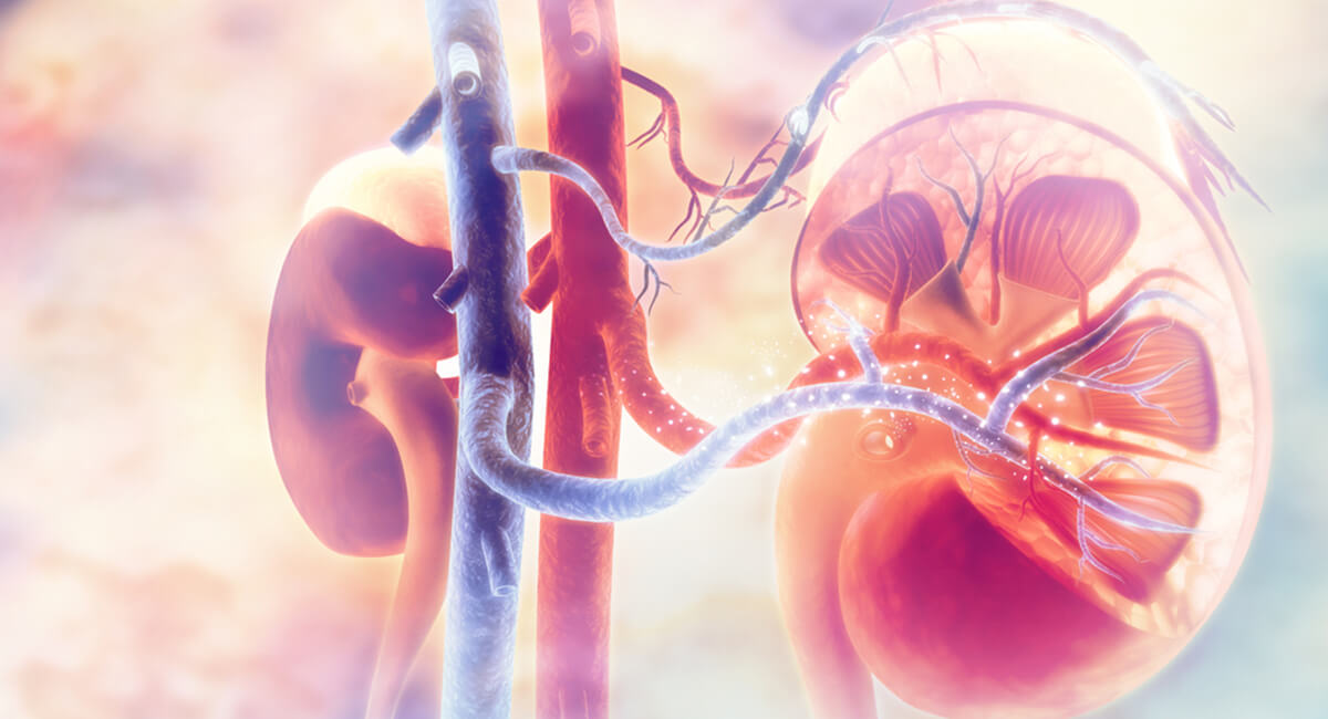 Foto de: Máster en nefrología clínica, trasplante renal y hemodiálisis